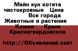 Мейн-кун котята чистокровные › Цена ­ 25 000 - Все города Животные и растения » Кошки   . Крым,Красногвардейское